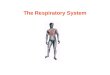 The Respiratory System. ANATOMY OF THE RESPIRATORY SYSTEM