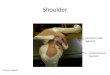 Shoulder Denoyer Geppert Coracoacromial ligament Coracohumeral ligament
