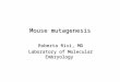Mouse mutagenesis Roberta Rivi, MD Laboratory of Molecular Embryology