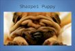 Sharpei Puppy. The Nature of Science Science may be described as the attempt to give good accounts of the patterns in nature. The result of scientific
