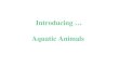 Introducing … Aquatic Animals. Observing Freshwater Snails Observe, draw, and describe
