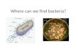Where can we find bacteria?. What are bacteria? Unicellular microorganisms Different shapes – sphere (coccus), rod (bacillus), spiral Don’t have a membrane