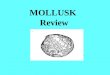 MOLLUSK Review. Name one of the three classes of mollusks you learned about. Gastropods, cephalopods, Bivalves The free swimming ciliated larva found