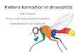 Pattern formation in drosophila Katja Nowick TFome and Transcriptome Evolution nowick@bioinf.uni-leipzig.de