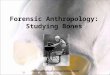 Forensic Anthropology: Studying Bones mclaugh/skeleton8a.GIF
