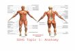 SEHS Topic 1: Anatomy. Distinguish between the axial and appendicular skeleton Axial skeleton: skull, ribs, sternum, and vertebral column: cervical -7;