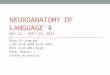 NEUROANATOMY OF LANGUAGE 4 DAY 12 – SEPT 23, 2013 Brain & Language LING 4110-4890-5110-7960 NSCI 4110-4891-6110 Harry Howard Tulane University