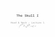 The Skull I Head & Neck – Lecture 1 د. حيدر جليل الأعسم