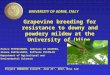 Grapevine breeding for resistance to downy and powdery mildew at the University of Udine UNIVERSITY OF UDINE, ITALY ___________________________________________