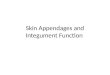 Skin Appendages and Integument Function What are the major appendages of the skin? Sweat glands Sebaceous glands Hairs Nails