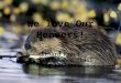 We love Our Beavers! Erhard Kraus 39 Shellamwood Trail 416-293-3755