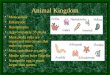 Animal Kingdom Muticellular Eukaryotic Heterotrophs Approximately 35 phyla Most phyla cells are organized into tissues that make up organs. Most reproduce
