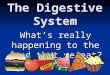 The Digestive System What ’ s really happening to the food that we eat?