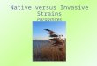 Native versus Invasive Strains Phragmites upload.wikimedia.org