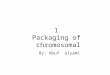 1 Packaging of chromosomal By: Nouf alyami. Contents I.Nucleic acids II.The humane genome III.Chromosomes IV.Genes V.Chromatin