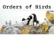 Orders of Birds. ~8900 species of birds ~28 orders (depends on who’s counting) ~166 families several new species described each year