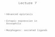 Lecture 7 Advanced epistasis Ectopic expression in Drosophila Morphogens: secreted ligands