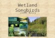 Wetland Songbirds Jason Nally. Wetland Habitats Used By Songbirds Wet Meadows Shallow Water Marshes Scrub/Shrub Wetlands Forested Wetlands