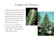 Frasier Fir (Fraser) Flattened needles, 3/4 inch long, blunt or notched at the end, shiny dark green above and silvery below. Needles generally more dense