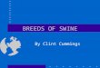 BREEDS OF SWINE By Clint Cummings BREEDS OF SWINE NINE MOST POPULAR BREEDS IN THE U.S. Berkshire Chester Duroc Hampshire Landrace Pietrain Poland China