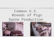 1 Common U.S. Breeds of Pigs Swine Production. 2 Breeds of Pigs l White-line breeds and crosses -- Traditionally maternal breeds l Dark-colored breeds
