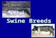 Swine Breeds Breeds Terminal â€“Muscling â€“Leanness â€“Rapid growth rates