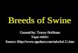 Breeds of Swine Created by: Tracey Hoffman Topic #3021 Source: Http: