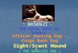 - BASENJI - THE ROYAL DOGS OF AFRICA African Hunting Dog – Congo Bush Dog Sight/Scent Hound ( THE BARKLESS DOG )