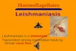 1 Haemoflagellates Leishmaniasis Leishmaniasis is a zoonosis. Transmitted among mammalian hosts by female sand flies