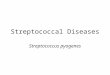 Streptococcal Diseases Streptococcus pyogenes. Streptococcus pyogenes Pyogenes means pus producing One of the most important pathogens Gram positive cocci