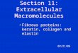 Section 11: Extracellular Macromolecules Fibrous proteins: keratin, collagen and elastin 02/21/06