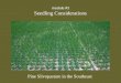 Module #3 Seedling Considerations Pine Silvopasture in the Southeast