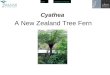 ExitGlossary of Terms A New Zealand Tree Fern Cyathea