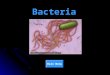 Bacteria Main Menu Classification Obtaining Energy Respiration Growth and Reproduction Importance Of Bacteria Title Page