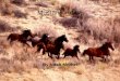 Mustang Horse By Noah Merkel. Classification Kingdom – Animalia Phylum – Chordata Class – Mammalia Order – Perissodactyla Family – Equidae Genus – Equus