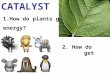 1.How do plants get energy? 2. How do animals get energy ? CATALYST