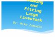 Showing and Fitting Large Livestock By: Mike Zamudio