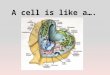 A cell is like a.. . Logging company A cell is like a logging company because a logging company has different parts to run smoothly like a cell