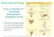 First, A Review of the phyla belonging to Kingdom Fungi The four fungal phyla can be distinguished by their reproductive features. Copyright © 2002 Pearson