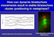 How can dynamic kinetochore movements result in stable kinetochore cluster positioning in metaphase?