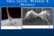 1 Cell Cycle, Mitosis & Meiosis. Chromosomes All eukaryotic cells store genetic information in chromosomes. All eukaryotic cells store genetic information