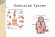Endocrine System. Glands and Hormones The Endocrine System consists of glands and tissues that secrete hormones Endocrine Glands: ductless; secrete hormones