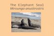 The Elephant Seal Mirounga anustirostris. Pinniped pinna = feather or wing pedis = foot Fin footed marine mammal Four limbs modified as flippers Streamlined