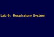 Lab 6: Respiratory System. Announcements Extra Credit Assignment Extra Credit Quiz