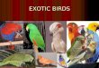EXOTIC BIRDS. Type of pet birds The Class Aves consist of more than 8,500 species of birds and 29 orders of birds The Class Aves consist of more than