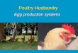 Poultry Husbandry Egg production systems. History of the laying hen Wild junglefowl – approx 60 eggs/year 1960’s – commercial egg laying breed produced