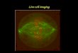 Live cell imaging. Why live cell imaging? Live cell analysis provides direct spatial and temporal information Planning your experiment – The markers/fluorophores