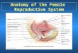 Anatomy of the Female Reproductive System. External Anatomy of the Female Reproductive System