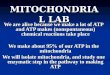 MITOCHONDRIAL LAB We are alive because we make a lot of ATP and ATP makes (nonspontaneous) chemical reactions take place We make about 95% of our ATP in