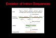 Excision of Intron Sequences. Splicing  Removal of introns must be very precise.  Conserved sequences for removal of the introns of nuclear mRNA genes